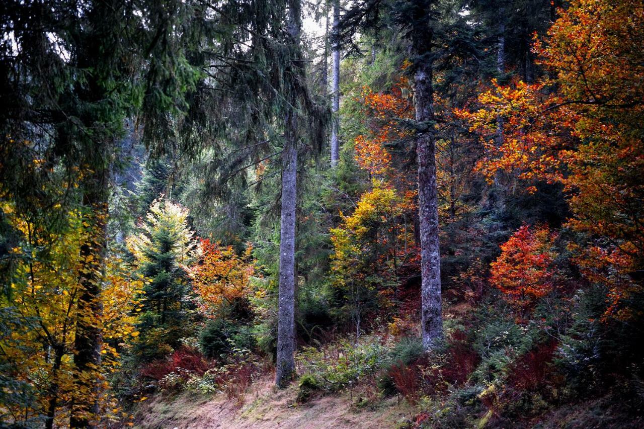 C1 Albmatte-Fewo Sauna, Hallenbad Aussenbecken Massagen Nebenan Menzenschwand-Hinterdorf Zewnętrze zdjęcie
